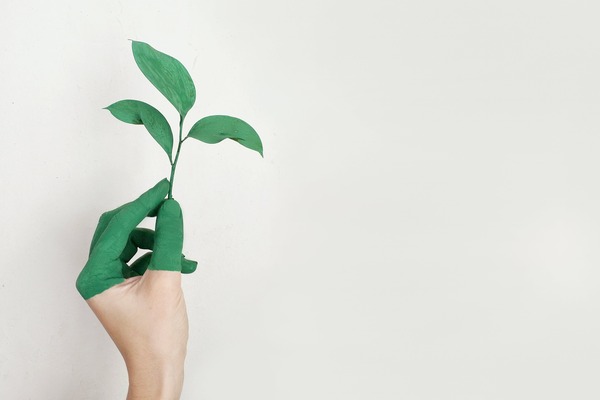 Hånd som holder en grønn plante