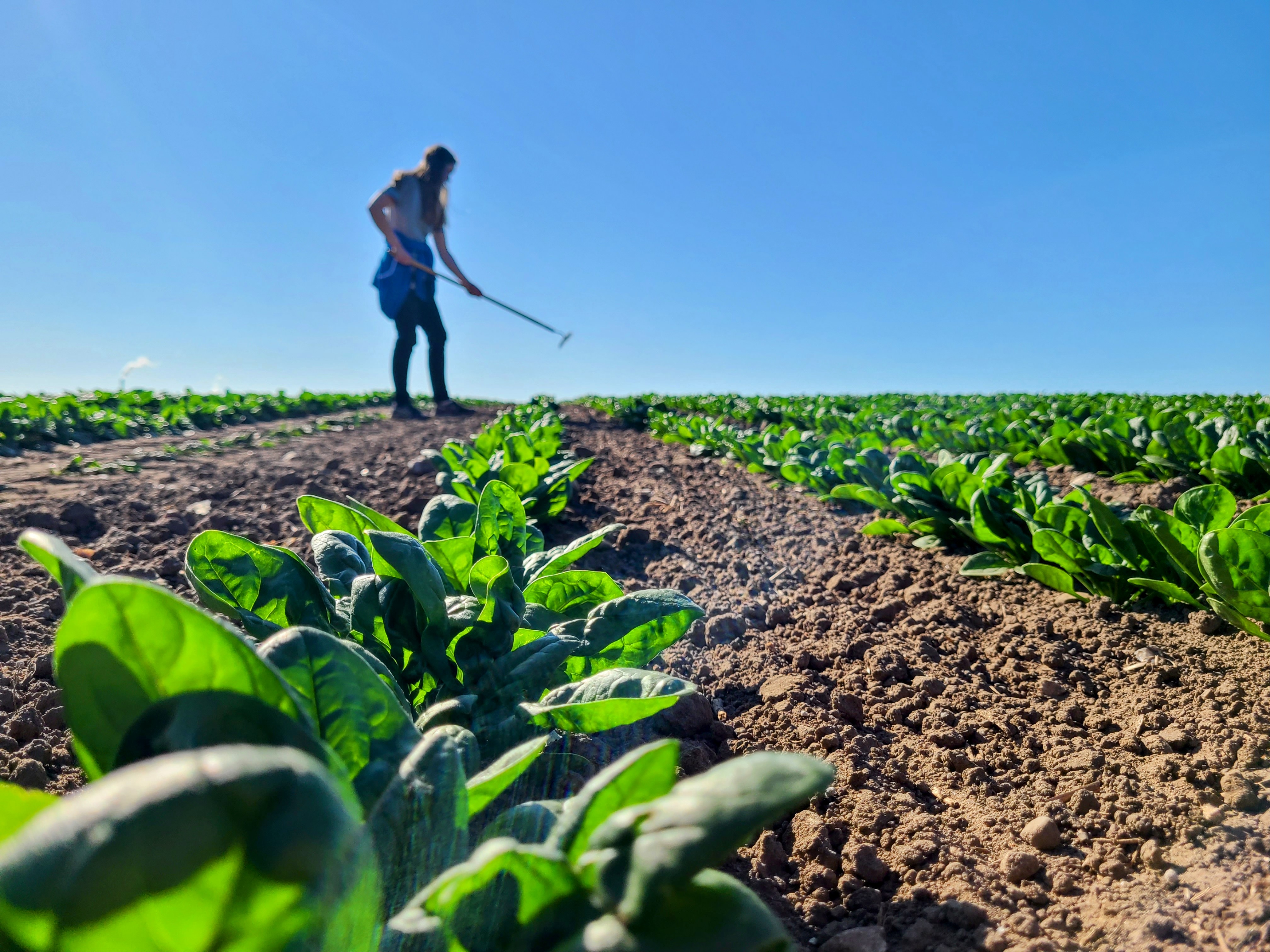 jente jobber på gartneri