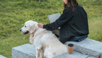 Bilde av kvinne som sitter ute og jobber på PC med en hund ved siden av seg.