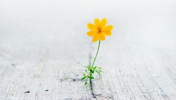 Blomst som vokser opp fra betongsprekk