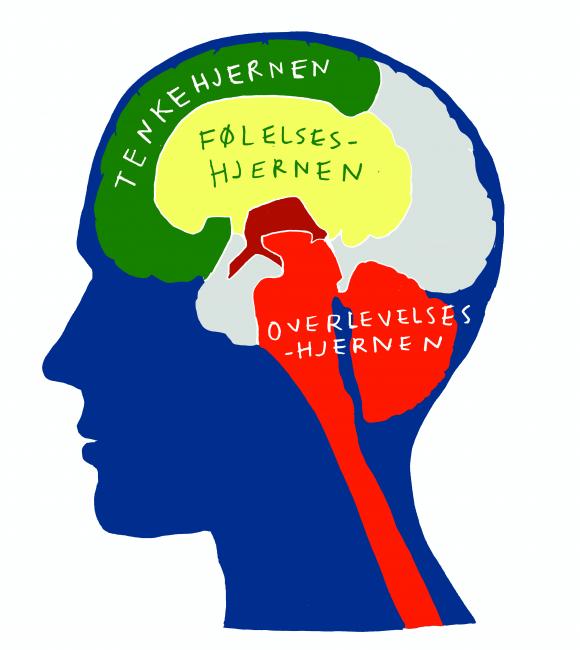 Modell av den tredelte hjernen. Den tredelte hjernen